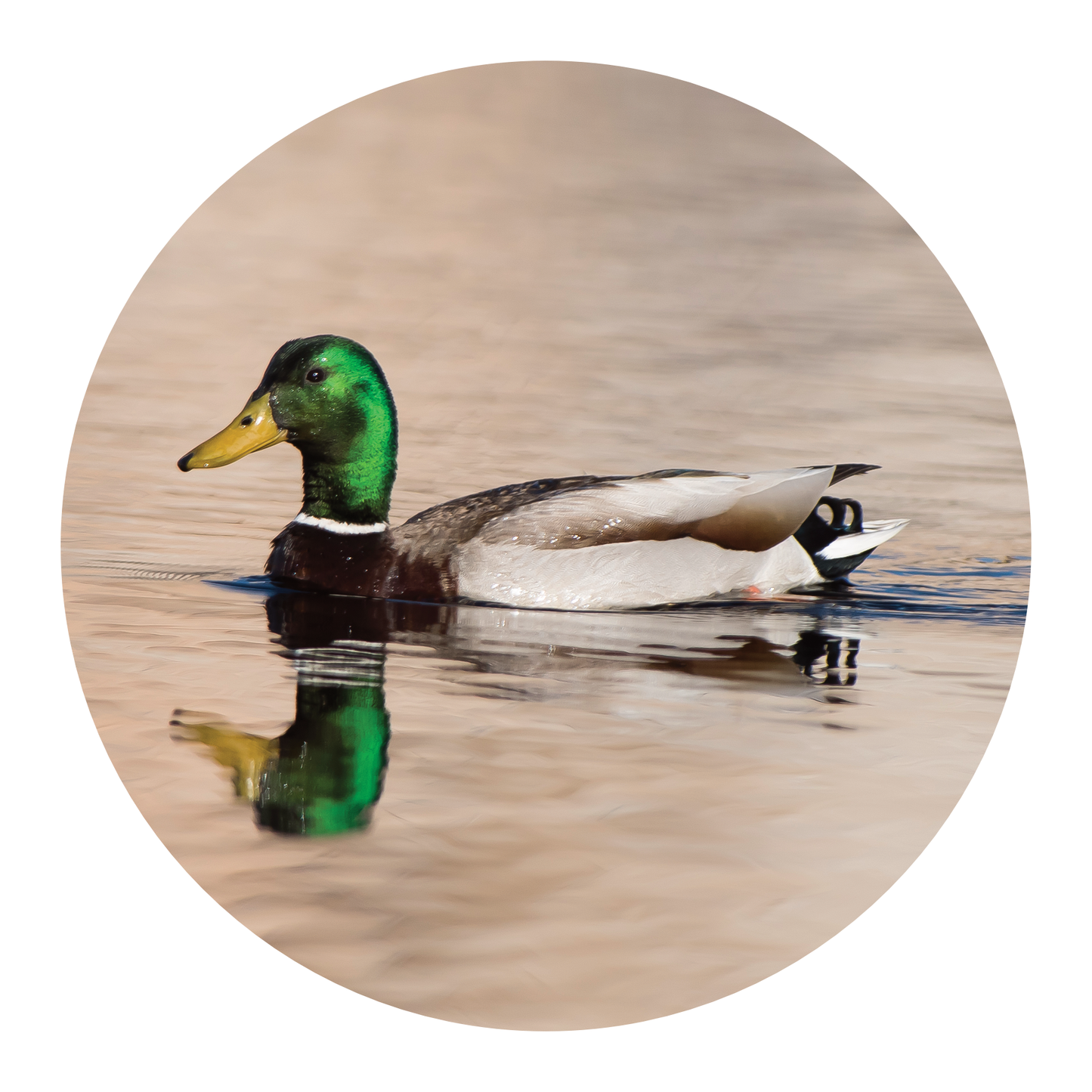 Grooming Dept Shaving Soap, Mallard Kulfi