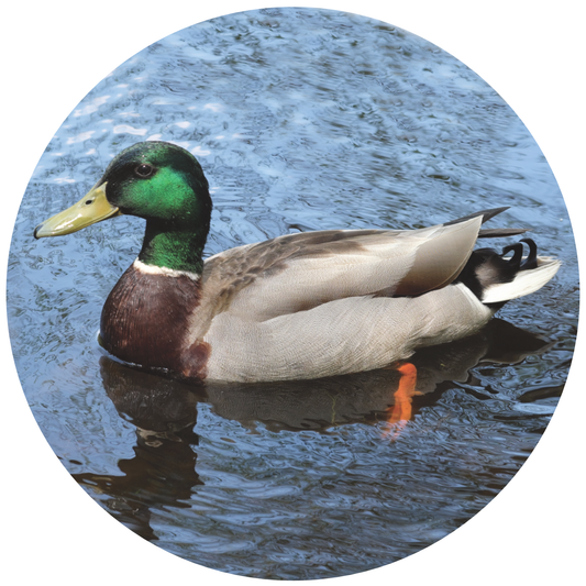 Mallard Lavender - Duck Fat Shaving Soap